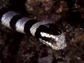 Laticauda colubrina