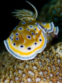 Chromodoris Kunei