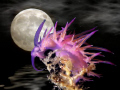 Night dive