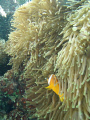 nemo local beach tongatapu taken with oylmpus 720