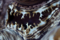 Clam mouth close up