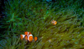 Clown fish, anemone
