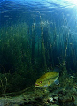 freshwater bass ,photo taken in a old flooded quary in south africa