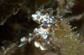 Harlequin Shrimp at Tingo.