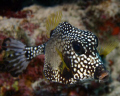 This may be a cowfish, but where do you milk this baby?