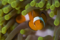 Clown Fish Anemone