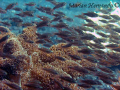 taken in Lembeh, North Sulawesi.