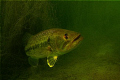 another fresh water bass ,they seem to hide in structure and us a ambush attack statergy when feeding.