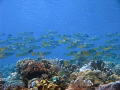 school of fish over a coral garden, taken in Fukui - Bunaken, North Sulawesi, Indonesia