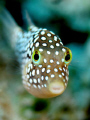 Hawaiian Whitespotted Toby, endemic to Hawaii. 
60mm macro F4 1/60s ISO200
