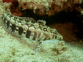 Sharpnose Grubfish (Parapercis cylindrica)
