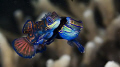 mating mandarinfish--look under the belly of female--there are some eggs....:-D