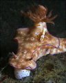 An emperor lobster (Periclimenes imperator) riding on a doris (Ceratosoma trilobatum) – so I’m told.