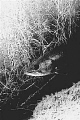 freshwater bass ,lying in ambush.south africa