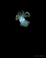 BOO! this guy was really small.  i guess he was trying to scare me. wasn't sure how to take the shot.  saw squid pictures of other photographers but how to actually take them...well, this is what came out. he's like a ghost from the deep :)
