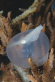 I'm Comin' Out!
Baby cuttlefish breaking free from its egg sac and into the open sea.