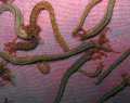 Sea cucumbers on a sponge