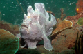 Frogfish wondering around !