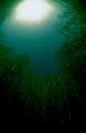 beneath the weeds 