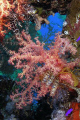 Soft corals taken in Ras Mohamed Park with Olympus SP350.