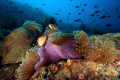 The Philippines has some terrific diving.