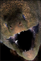 T-Rex )