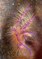 Hairy Squat Lobster