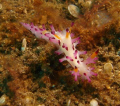 Shaggy Aegires (Aegires villosus) this critter was only about 1cm in size so the original has been cropped.
sony T3