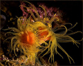 Actinium -  sea flowers)