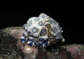 Blue Ring
