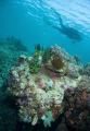 Coral, diver