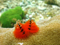 Christmas Tree Coral
