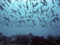 Ron's Point at Bunaken - North Sulawesi - Indonesia