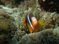 nemo on ualanga'uta reef Nuku'alofa harbour olympus 720sw on macro