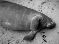 Nap Time!  : )   Taken with Canon Rebel 300, Ikelite Housing and no strobe. 