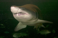 Smiling shark and friends.
