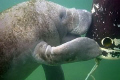 Manatee Kising Post. Taken with Canon Rebel 300, Ikelite Housing, no strobe. I used accented edges on this image.