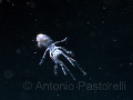 Plancton Super macro. Taken to 