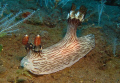 Red-lined Jorunna (jorunna rubescens)
Tulamben Bali