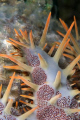 This is a look from a little bit different angle of a Crown of thorns