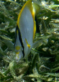 butterfly fish