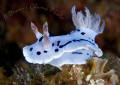 While not the best photo technically, this guy has 3 rhinophores instead of two, so I had to show him. He is from Puerto Galera.