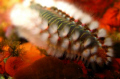 fire worm
