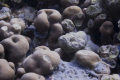 stone fish, false that is