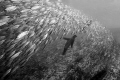 hunting seal in sea of cortez