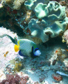 Emperor angel fish of the Indian Ocean photographed in the Maldives.