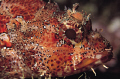 Scorpaena maderensis (Rockfish), Azores (Portugal), Nikon F50 – Micro Nikkor 60mm, Flash Ikelite Ai