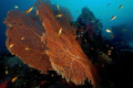 Spread of Antjas in harmonie with a gorgonian seafan