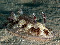 Fragile discodorid taken at Marsa Bareika, Ras Mohamed.
