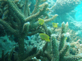 group of four fish amongst the coral on reef off vuna road Nuku'alofa